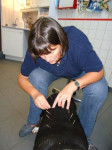 Sophie, bull terrier, 6jr, heeft last van spondylosis. Zij wordt hier behandeld met acupunctuur.